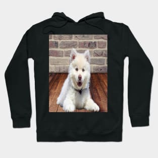 White dog Hoodie